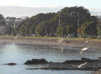 Seagulls over St Heliers Bay